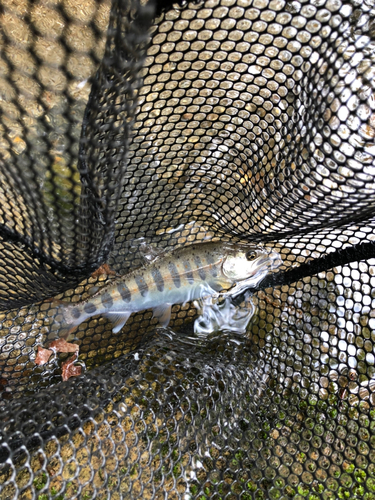 アマゴの釣果