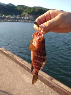 キジハタの釣果