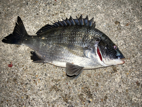 クロダイの釣果