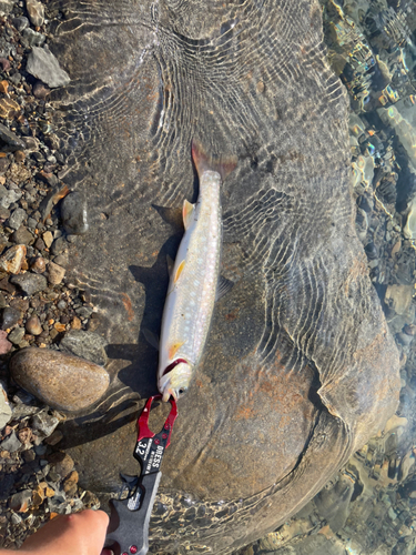 アメマスの釣果