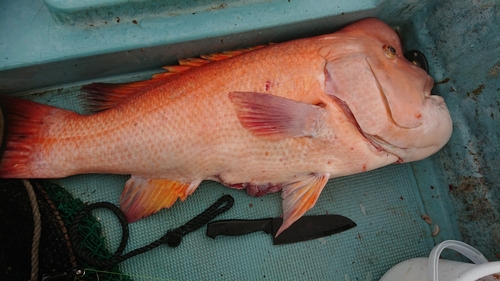 コブダイの釣果