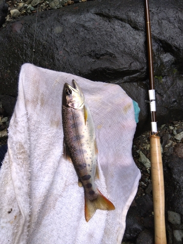 アマゴの釣果