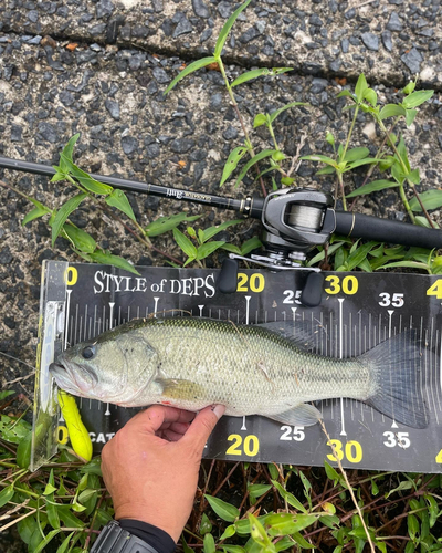 ブラックバスの釣果