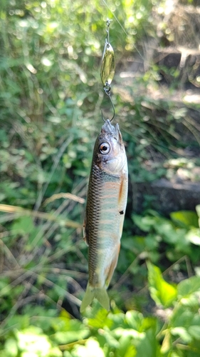 オイカワの釣果