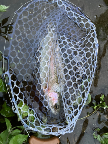 ニジマスの釣果