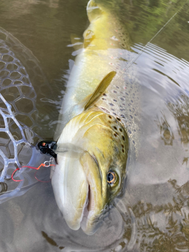 ブラウントラウトの釣果