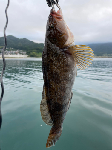 アイナメの釣果