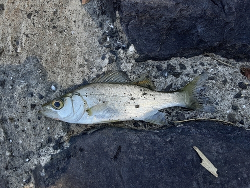 ヒラスズキの釣果