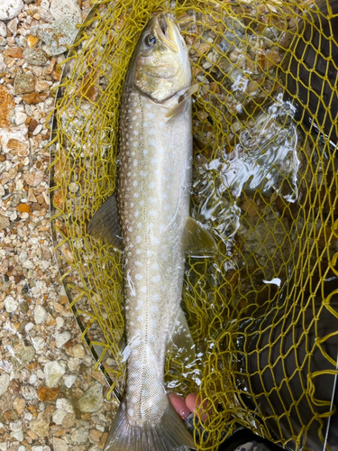 アメマスの釣果