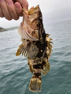 ベッコウゾイの釣果