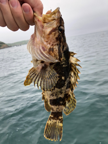 ベッコウゾイの釣果