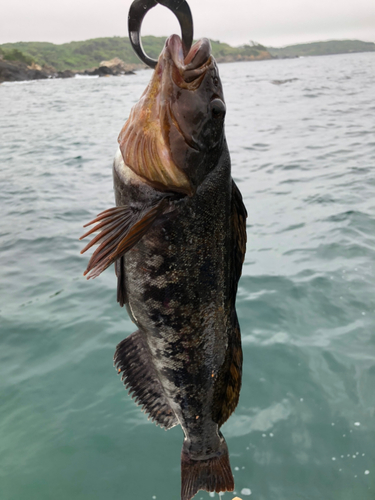 アイナメの釣果