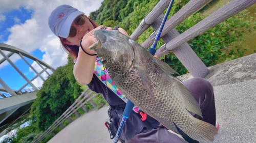 ティラピアの釣果