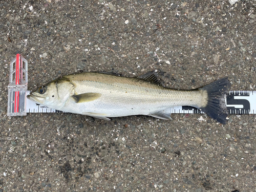 シーバスの釣果