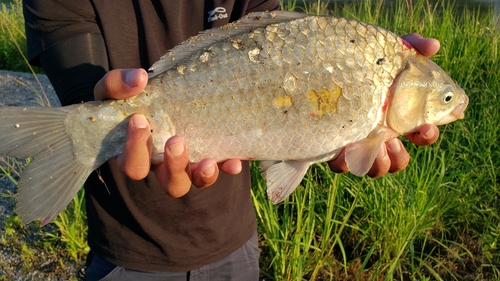 マブナの釣果