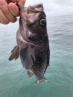 マゾイの釣果