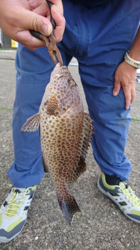 オオモンハタの釣果