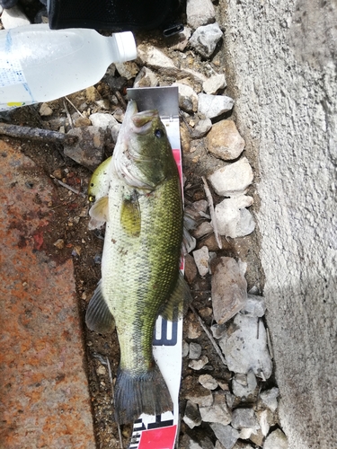 ブラックバスの釣果