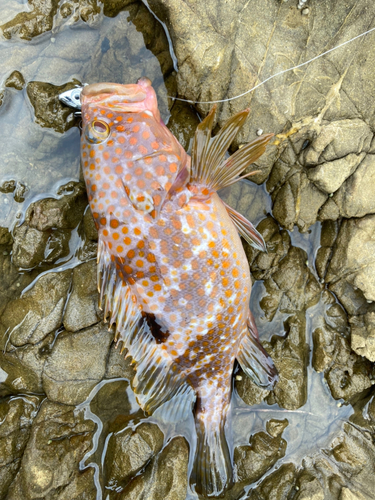 キジハタの釣果