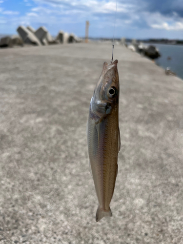 キスの釣果