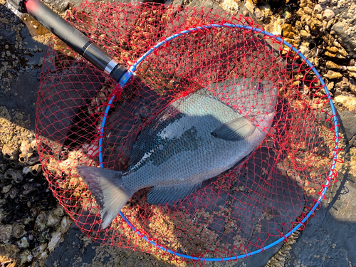 クチブトグレの釣果