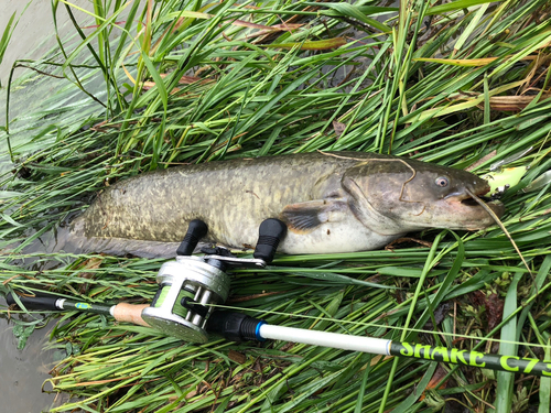 ナマズの釣果