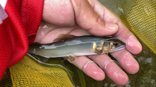 アユの釣果