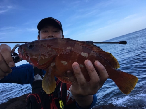 アカハタの釣果