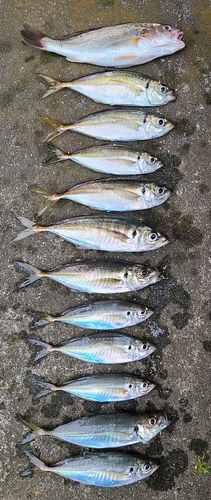 マアジの釣果