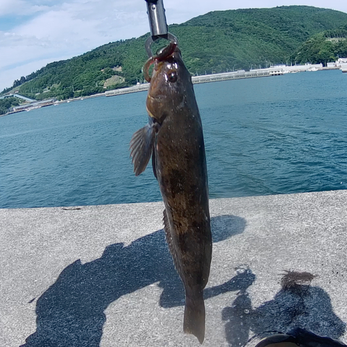 アイナメの釣果