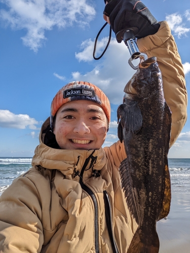 アイナメの釣果