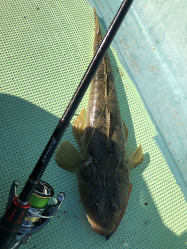 マゴチの釣果