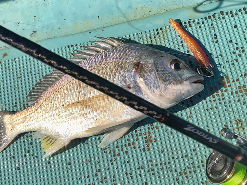 キビレの釣果