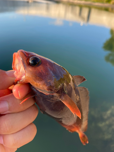 ドンコの釣果