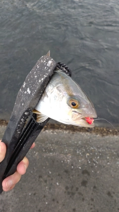 カンパチの釣果