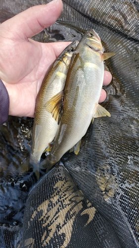 アユの釣果