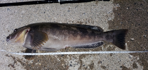 アイナメの釣果