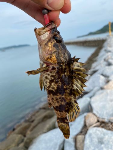 タケノコメバルの釣果