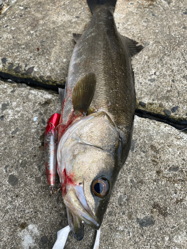 シーバスの釣果