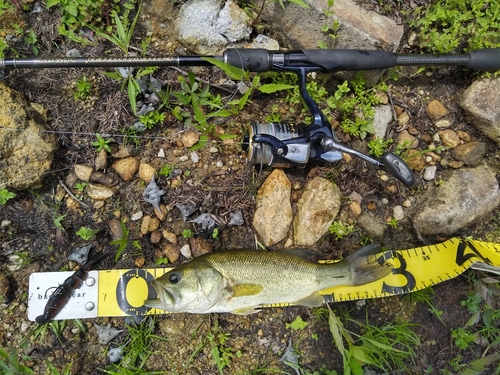 ラージマウスバスの釣果