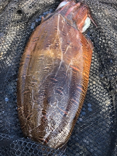 モンゴウイカの釣果