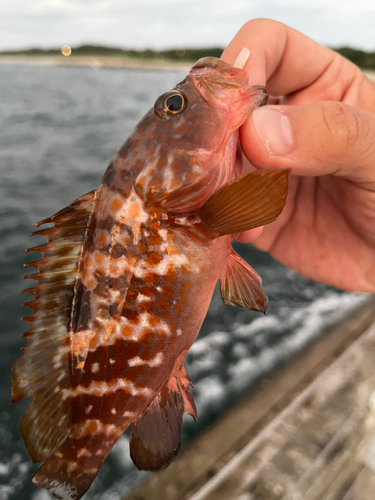 キジハタの釣果