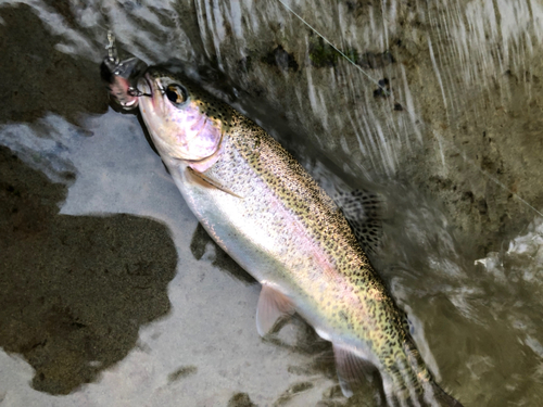 ニジマスの釣果