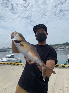 ショゴの釣果