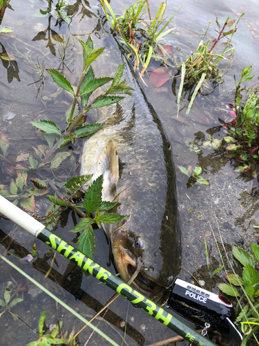 ナマズの釣果