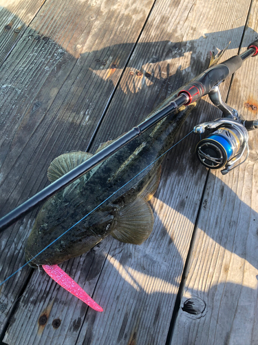 マゴチの釣果