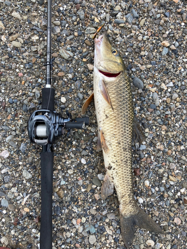 ニゴイの釣果