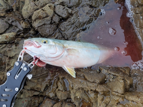 ヤズの釣果