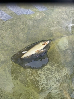 アユの釣果