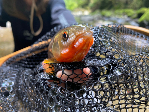 カワムツの釣果